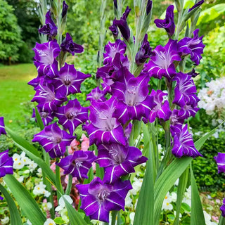 Hallowy Gladiolus