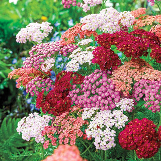 Tutti Frutti Yarrow Mixture