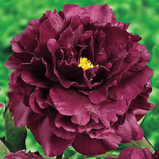 Black Beauty Peony