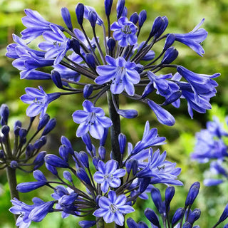 Black Buddhist Agapanthus