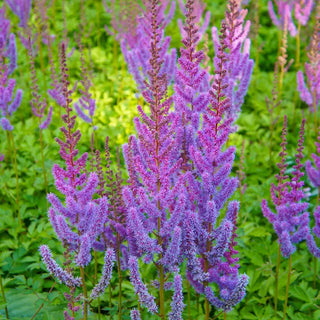 Pumila Astilbe