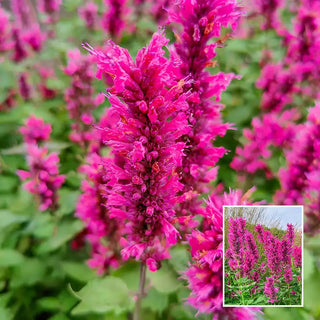 Danish Delight Anise Hyssop