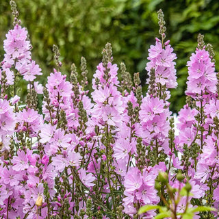 Elsie Heugh Miniature Hollyhock