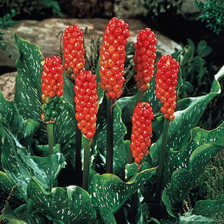 Arum italicum