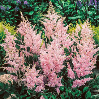 Deluxe Astilbe Collection