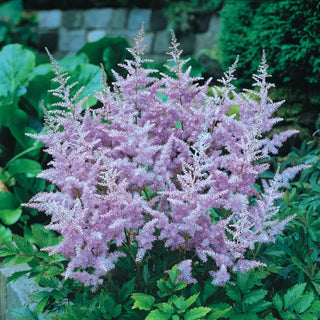 Lavender Astilbe