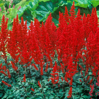 Red Fanal Astilbe