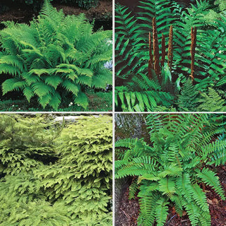 Hardy Fern Collection