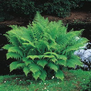 Hardy Fern Collection