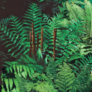 Hardy Fern Collection