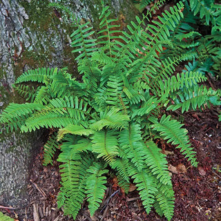 Hardy Fern Collection