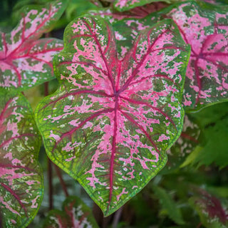 Carolyn Whorton Fancy Leaf Caladium