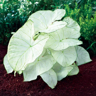 Florida Moonlight Fancy Leaf Caladium