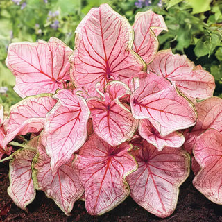 Florida Sweetheart Strap Leaf Caladium