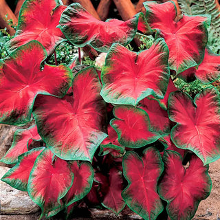 Freida Hemple Fancy Leaf Caladium