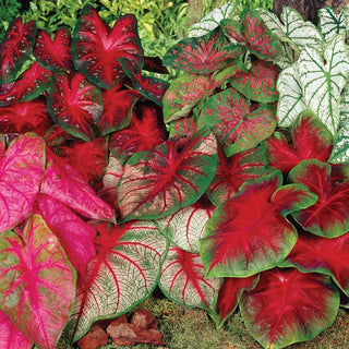 Caladium Mixture