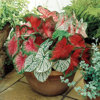 Caladium Mixture