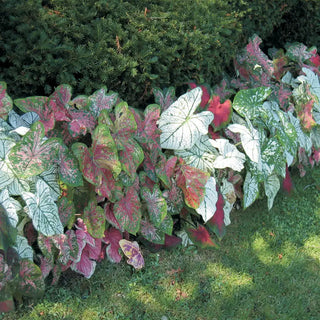 Caladium Mixture