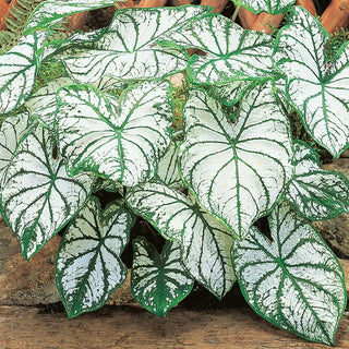 White Christmas Fancy Leaf Caladium