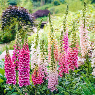 Excelsior Foxglove Mixture