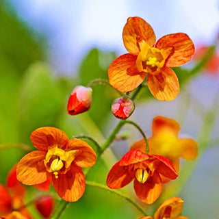 Orange Queen Fairy Wings