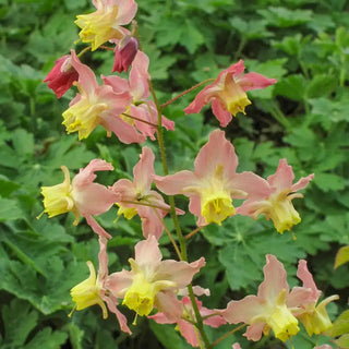 Cupreum Fairy Wings