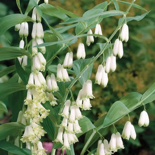 Solomon's Seal