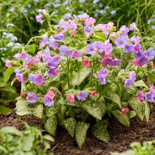 Blake's Silver Lungwort