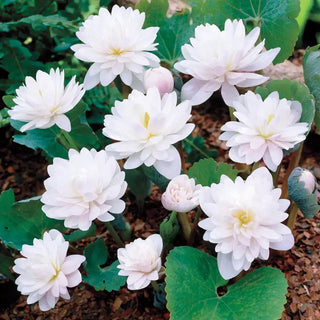 Bloodroot