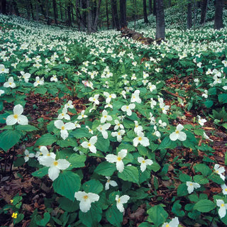 Great White Trillium