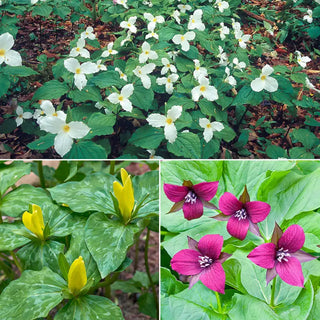 Trillium Collection