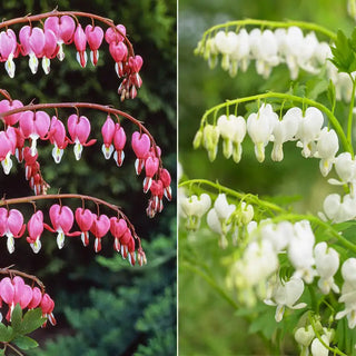 Old-Fashioned Bleeding Heart Collection