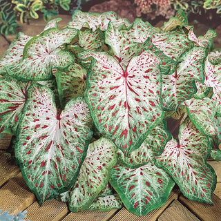 Gingerland Strap Leaf Caladium