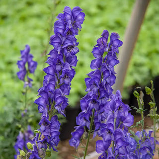 Monkshood