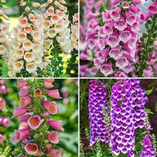 Foxglove Collection