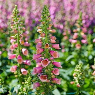 Foxglove Collection