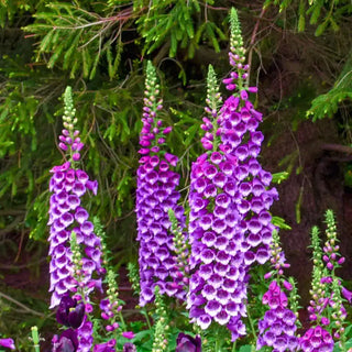 Foxglove Collection