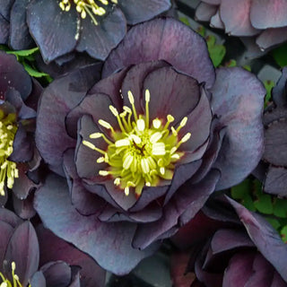 Double-Flowered Wedding Party® Hellebore Collection