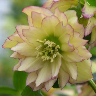 Double-Flowered Wedding Party® Hellebore Collection