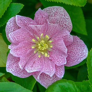 Double-Flowered Wedding Party® Hellebore Collection