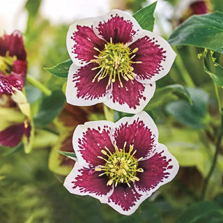 Single-Flowered Honeymoon® Hellebore Collection