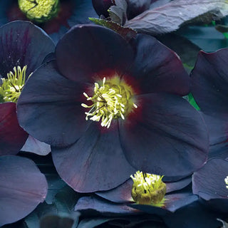 Single-Flowered Honeymoon® Hellebore Collection