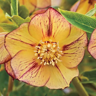 Single-Flowered Honeymoon® Hellebore Collection