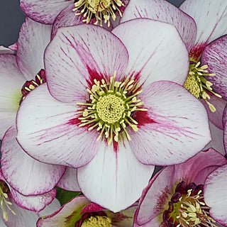 Single-Flowered Honeymoon® Hellebore Collection