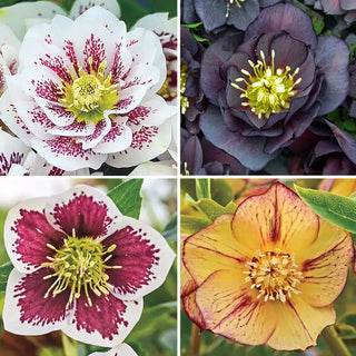 Harmonious Hellebore Collection