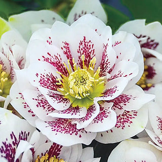 Confetti Cake Double Helleborus