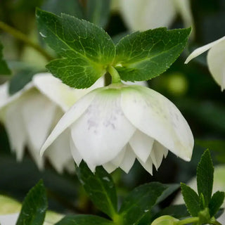 Confetti Cake Double Helleborus