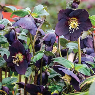 New York Night Single Helleborus