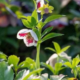 Romantic Getaway Single Helleborus