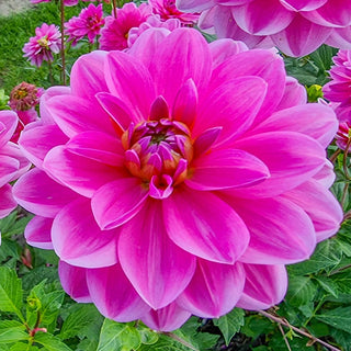 Melody Gipsy Dahlia